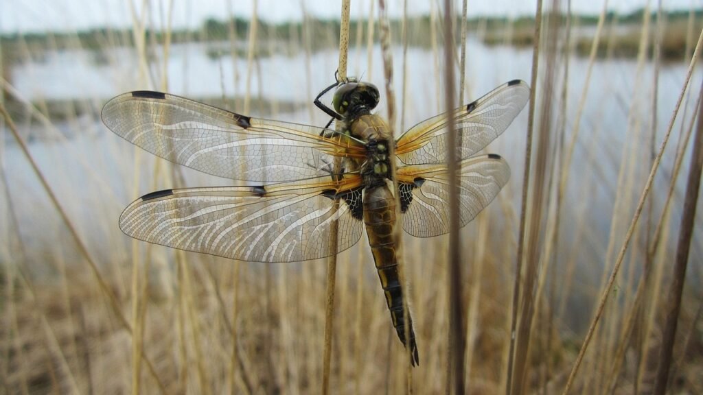 libelle, see, teich-2897983.jpg