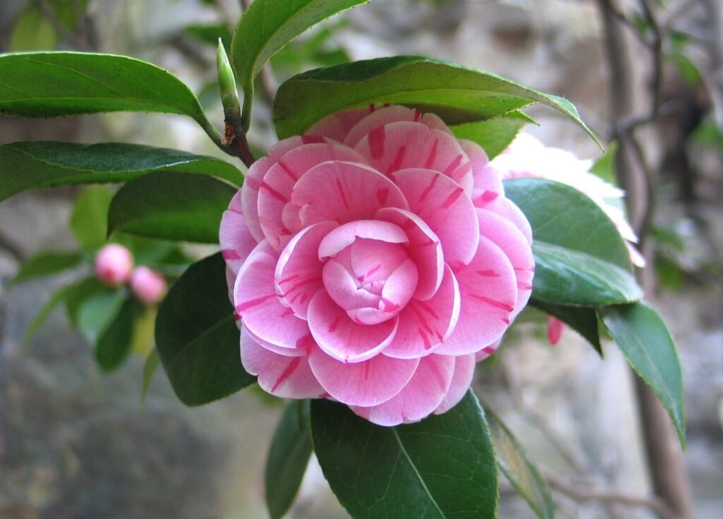 camellia, china, flower-775873.jpg